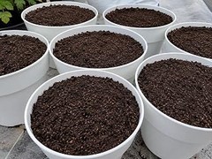 Errores frecuentes al usar sustratos en semilleros y cómo solucionarlos