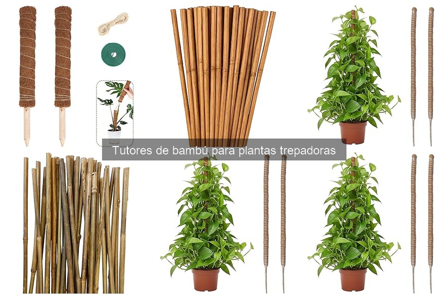 Cómo elegir el tutor de bambú ideal para tus plantas trepadoras