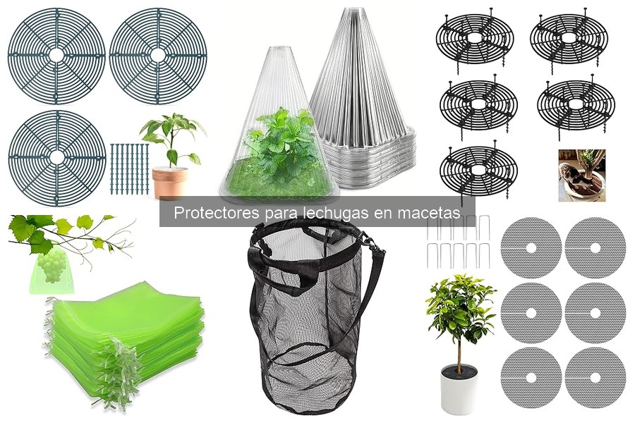 Mejores protectores para lechugas en macetas según el clima