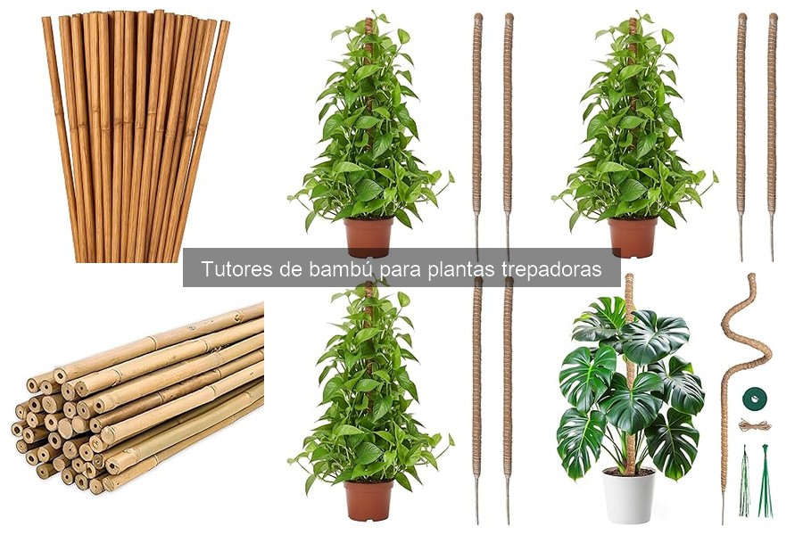 Problemas Comunes con Tutores de Bambú y Soluciones Efectivas