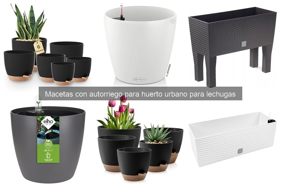 Problemas comunes y soluciones en macetas con autorriego para lechugas