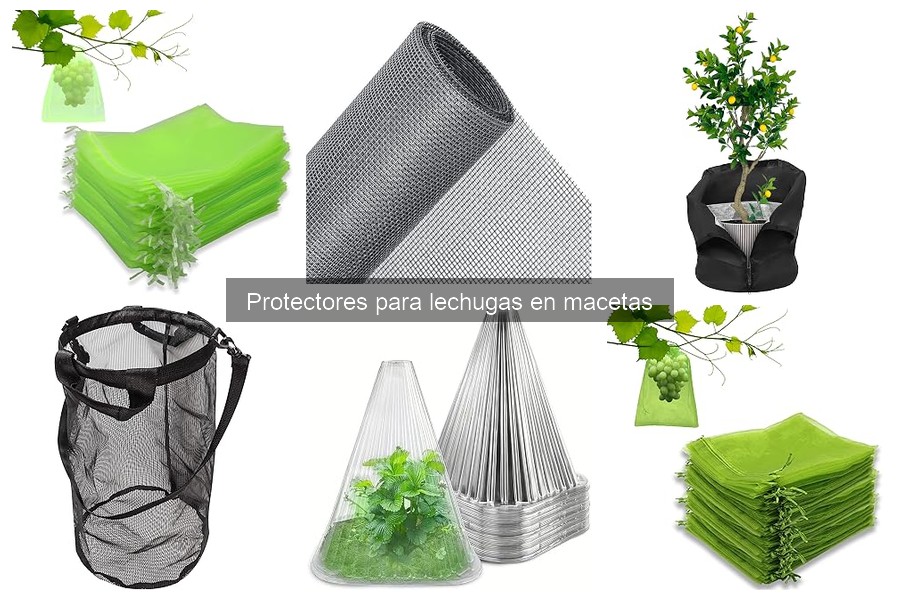 Tipos de protectores para lechugas en macetas: ¿cuál elegir?
